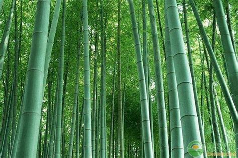 乙巳年是哪一年 竹子象徵